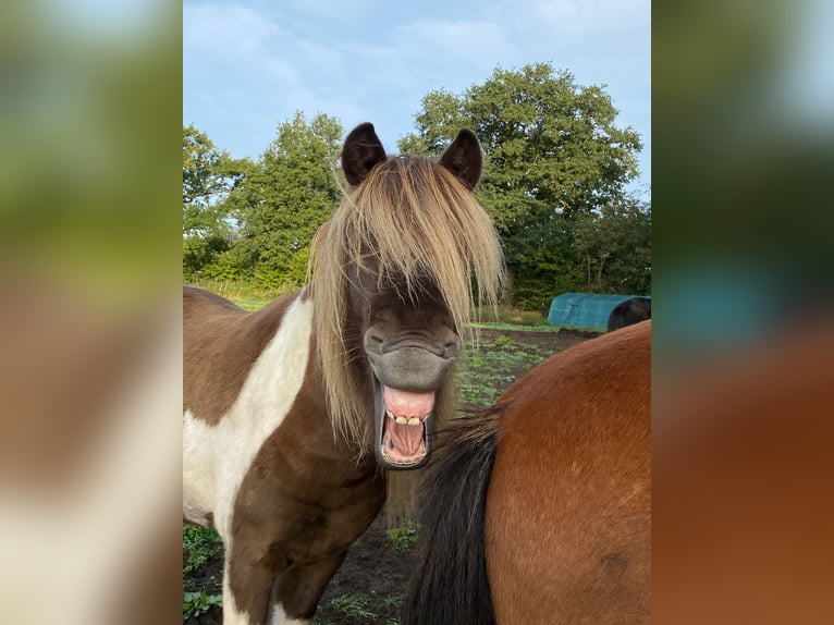 Icelandic Horse Stallion Pinto in Blunk