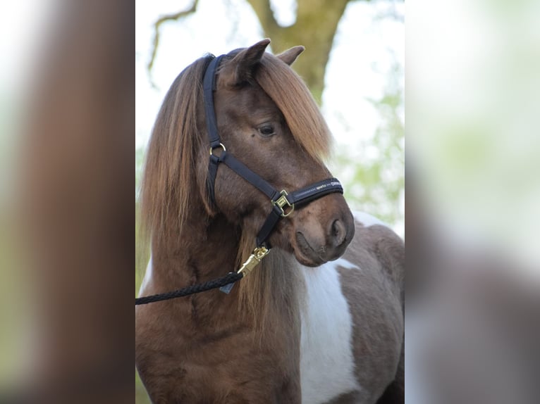 Icelandic Horse Stallion Pinto in Blunk