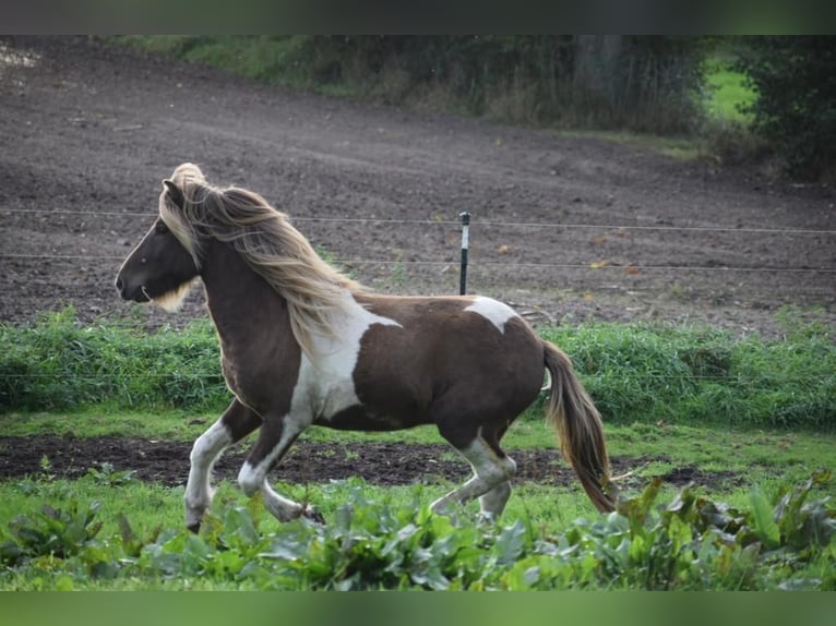 Icelandic Horse Stallion Pinto in Blunk