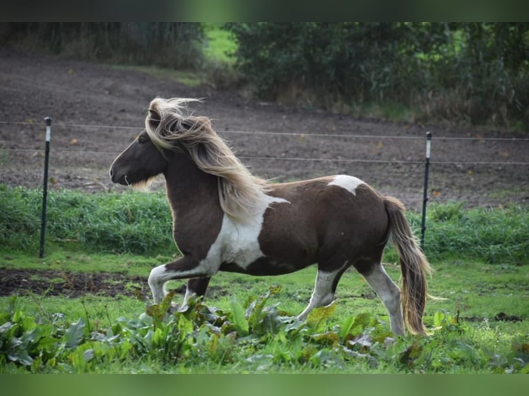 Icelandic Horse Stallion Pinto in Blunk