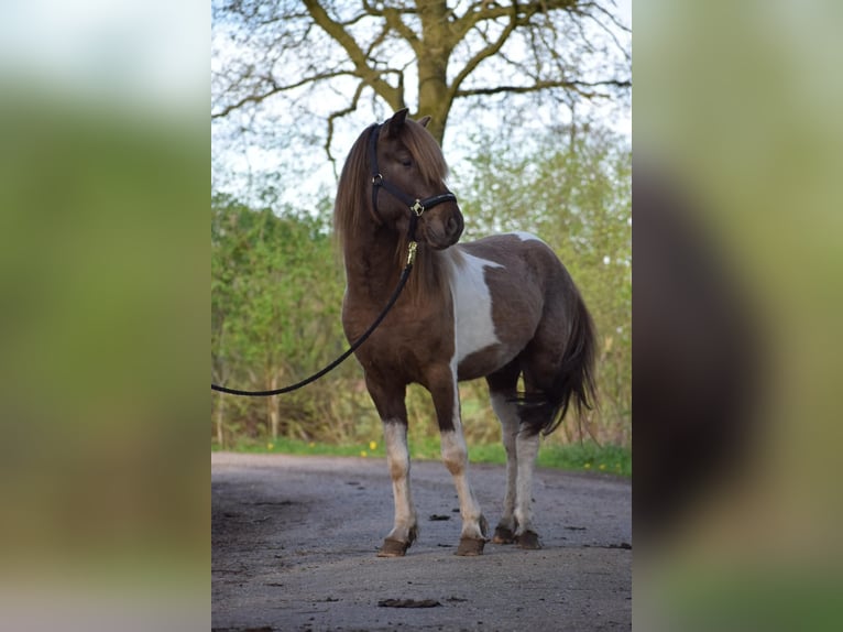 Icelandic Horse Stallion Pinto in Blunk