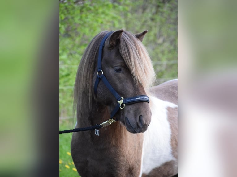 Icelandic Horse Stallion Pinto in Blunk