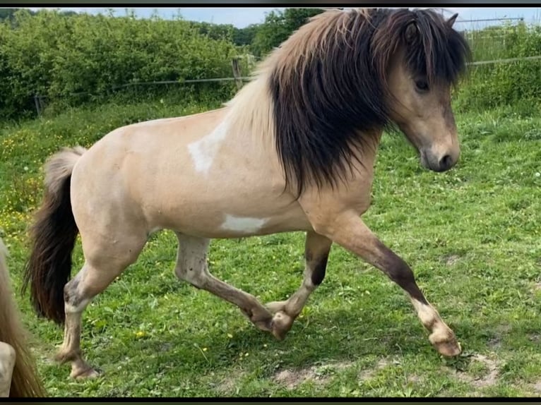 Icelandic Horse Stallion Pinto in Ruppichteroth