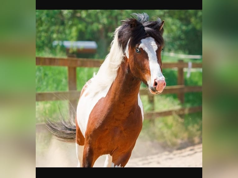 Icelandic Horse Stallion Pinto in Ganderkesee