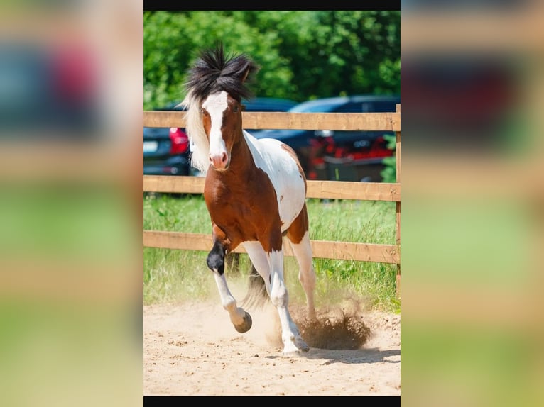 Icelandic Horse Stallion Pinto in Ganderkesee