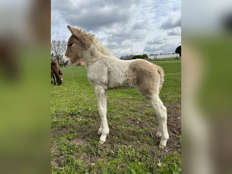 Icelandic Horse Stallion Pinto in Thuine