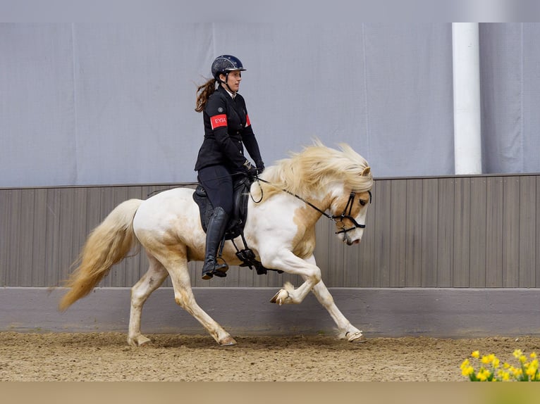 Icelandic Horse Stallion Pinto in Thuine