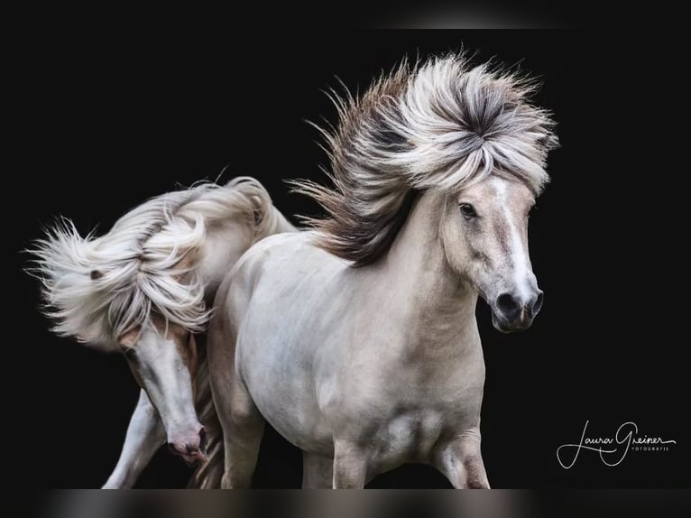 Icelandic Horse Stallion Pinto in Thuine
