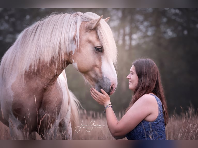 Icelandic Horse Stallion Pinto in Thuine