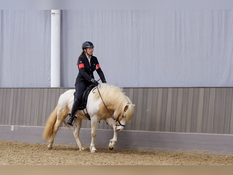 Icelandic Horse Stallion Pinto in Thuine
