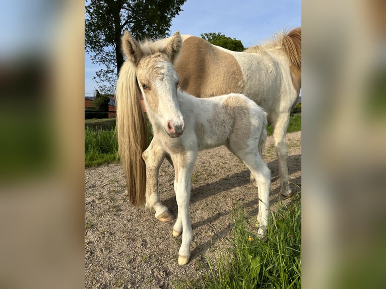 Icelandic Horse Stallion Pinto in Thuine