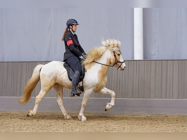 Icelandic Horse Stallion Pinto in Thuine