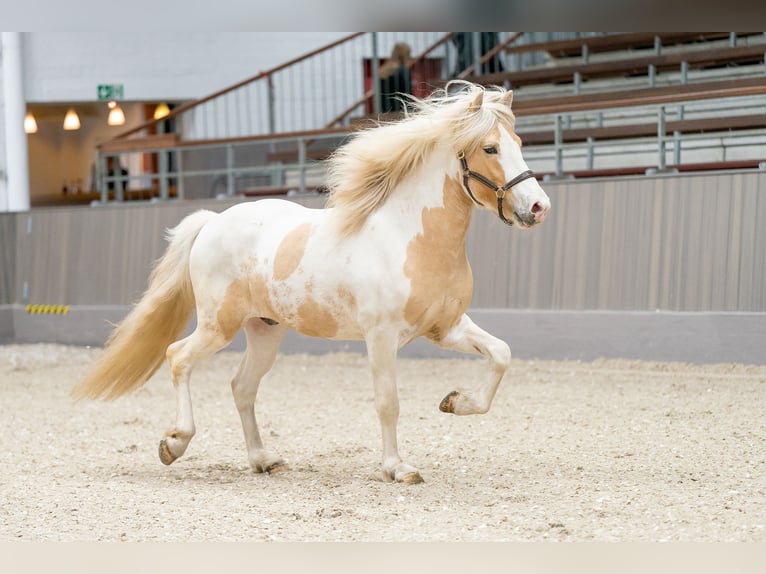 Icelandic Horse Stallion Pinto in Thuine