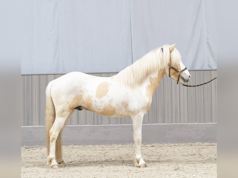 Icelandic Horse Stallion Pinto in Thuine