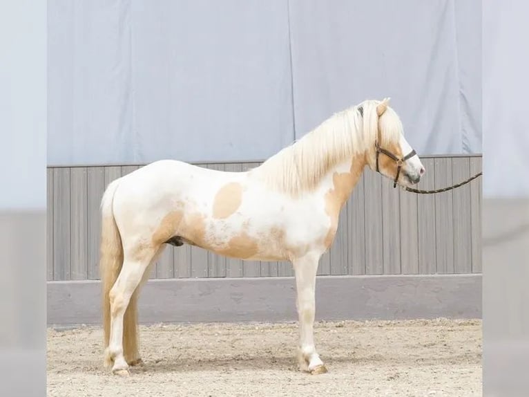 Icelandic Horse Stallion Pinto in Thuine