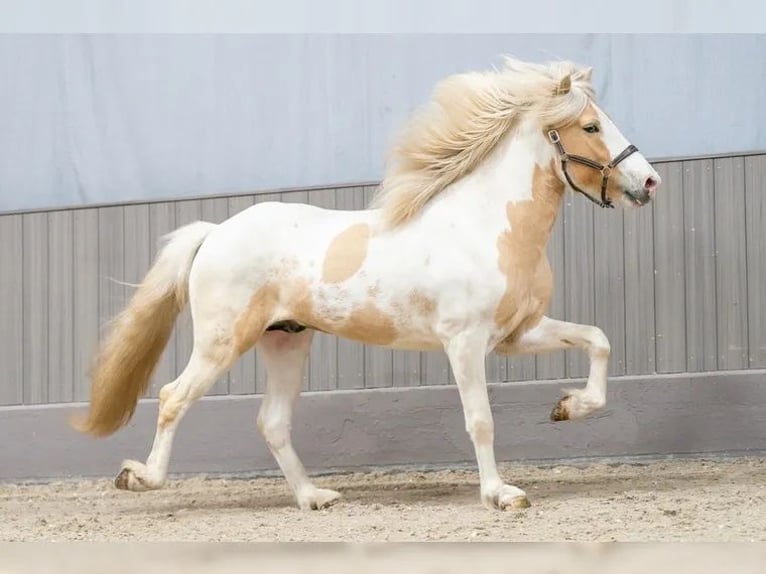 Icelandic Horse Stallion Pinto in Thuine