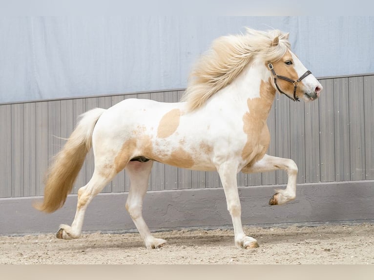 Icelandic Horse Stallion Pinto in Thuine