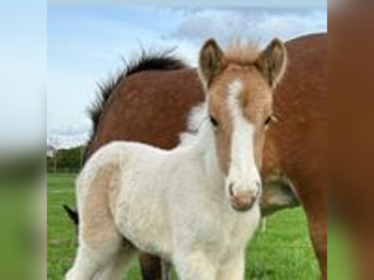 Icelandic Horse Stallion Pinto in Thuine