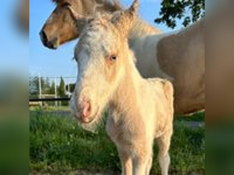 Icelandic Horse Stallion Pinto in Thuine