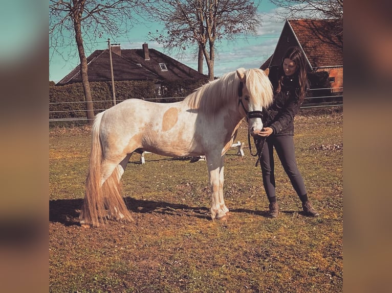 Icelandic Horse Stallion Pinto in Thuine