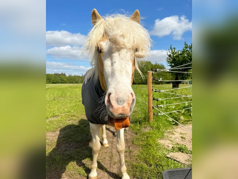 Icelandic Horse Stallion Pinto in Thuine