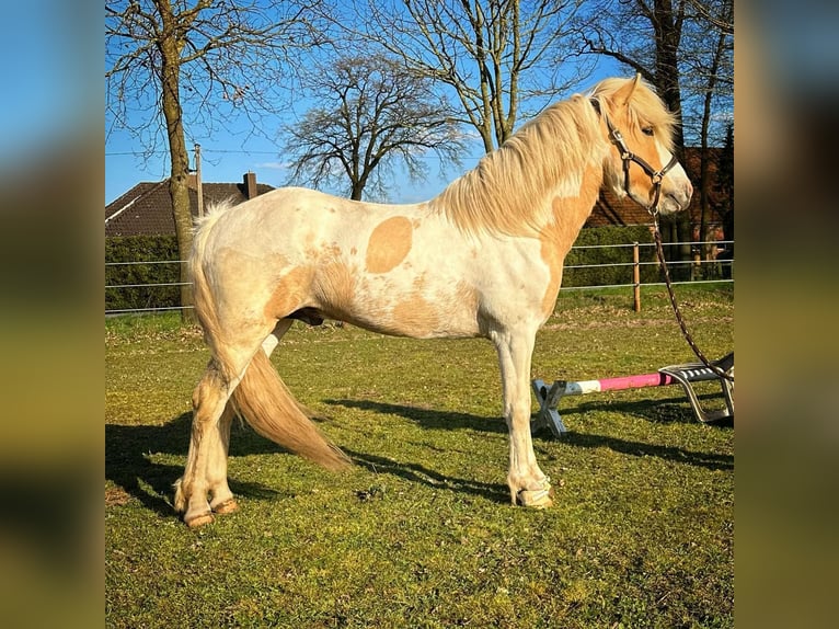 Icelandic Horse Stallion Pinto in Thuine