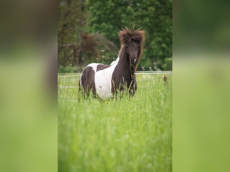 Icelandic Horse Stallion Pinto in Neuwied