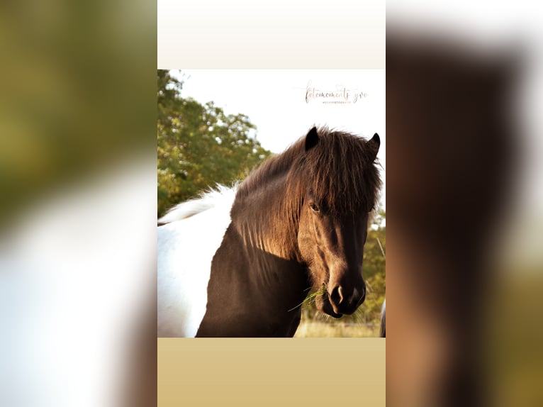 Icelandic Horse Stallion Pinto in Neuwied