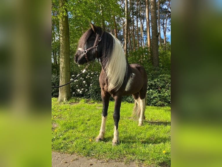 Icelandic Horse Stallion Pinto in Hatten