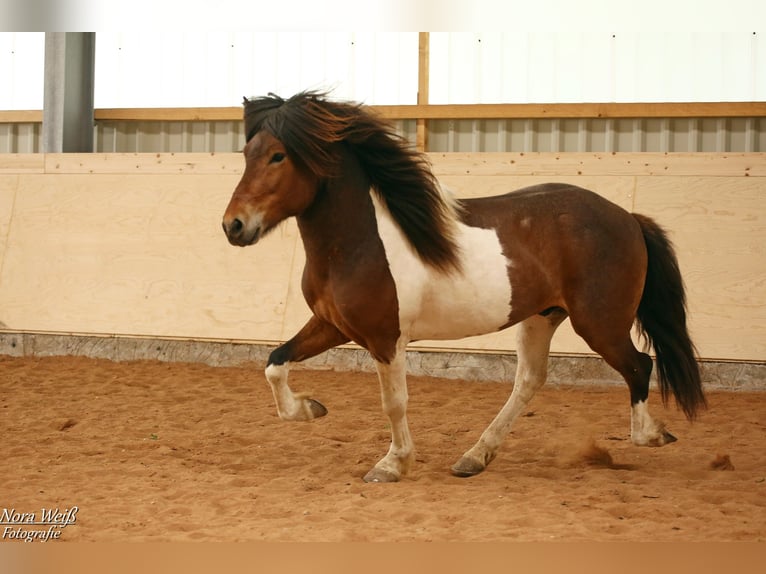 Icelandic Horse Stallion Tobiano-all-colors in Lauterhofen