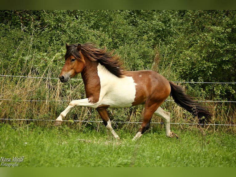 Icelandic Horse Stallion Tobiano-all-colors in Lauterhofen