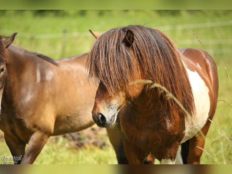 Icelandic Horse Stallion Tobiano-all-colors in Lauterhofen