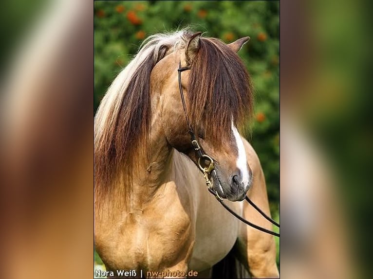 Icelandic Horse Stallion Tobiano-all-colors in Lauterhofen