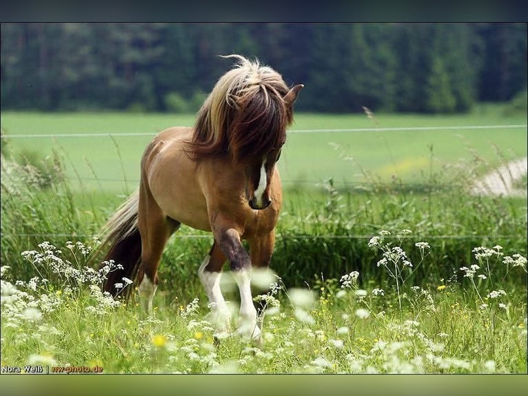 Icelandic Horse Stallion Tobiano-all-colors in Lauterhofen