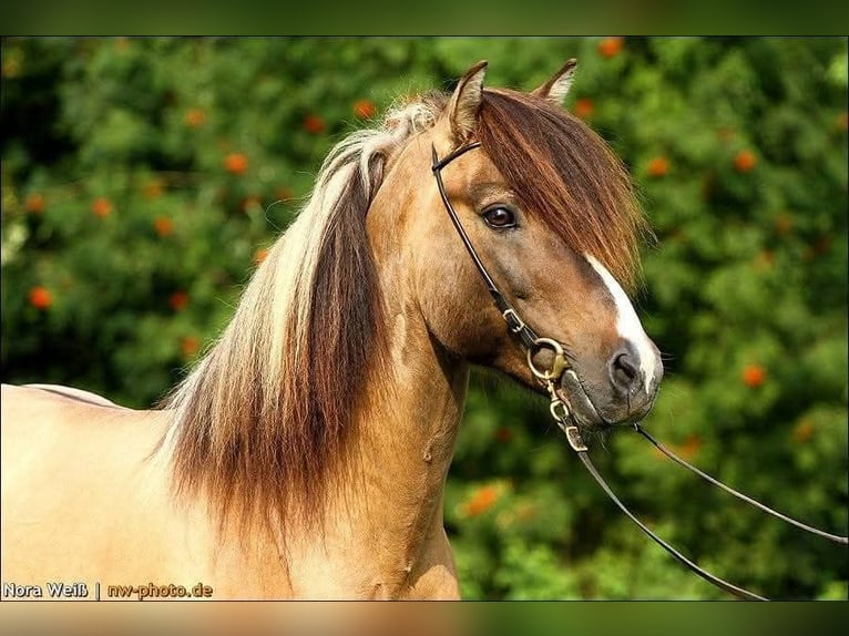 Icelandic Horse Stallion Tobiano-all-colors in Lauterhofen