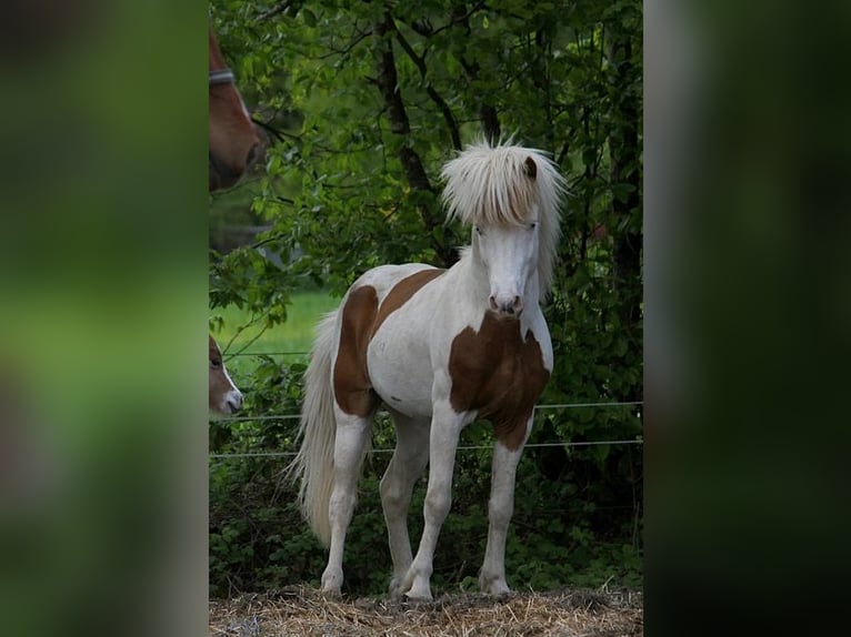 Icelandic Horse Stallion Tovero-all-colors in GOVEN