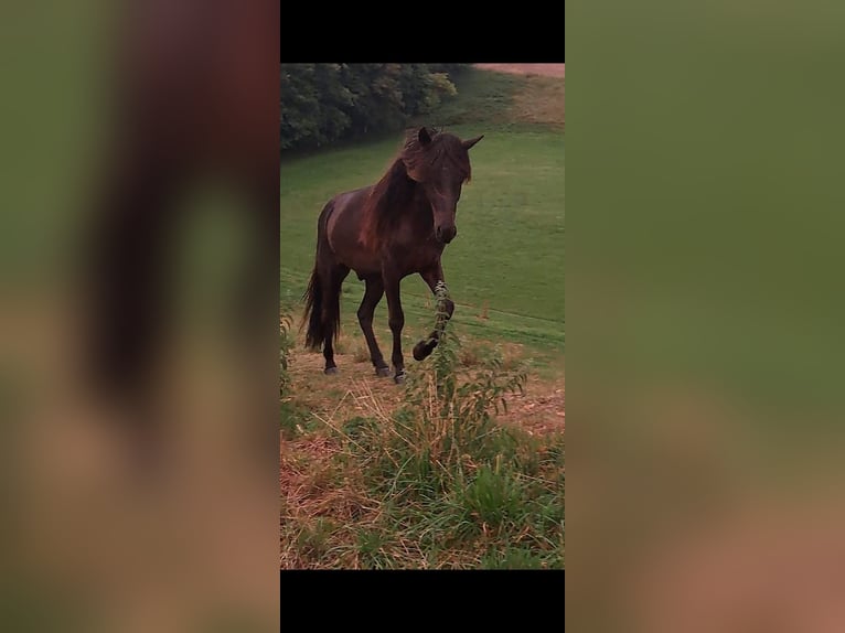 Icelandic Horse Unknown 2 years 13.2 hh  in Tacherting