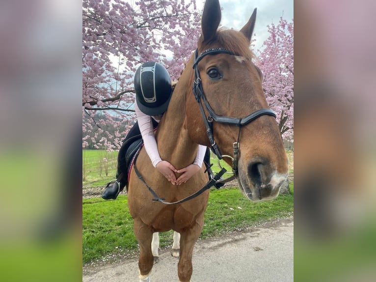 Ich 13- suche eine Reitbeteildigung mit netten Besitzern