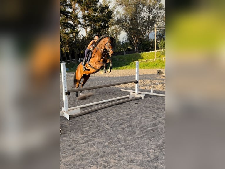 Ich 13- suche eine Reitbeteildigung mit netten Besitzern
