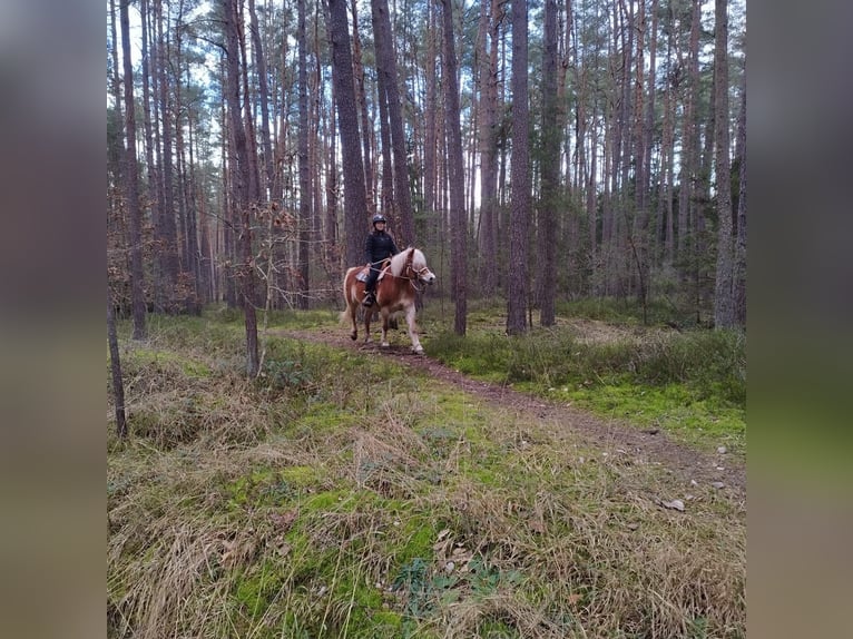 Ich suche ein Pferd welches ich ab Oktober kaufen kann 