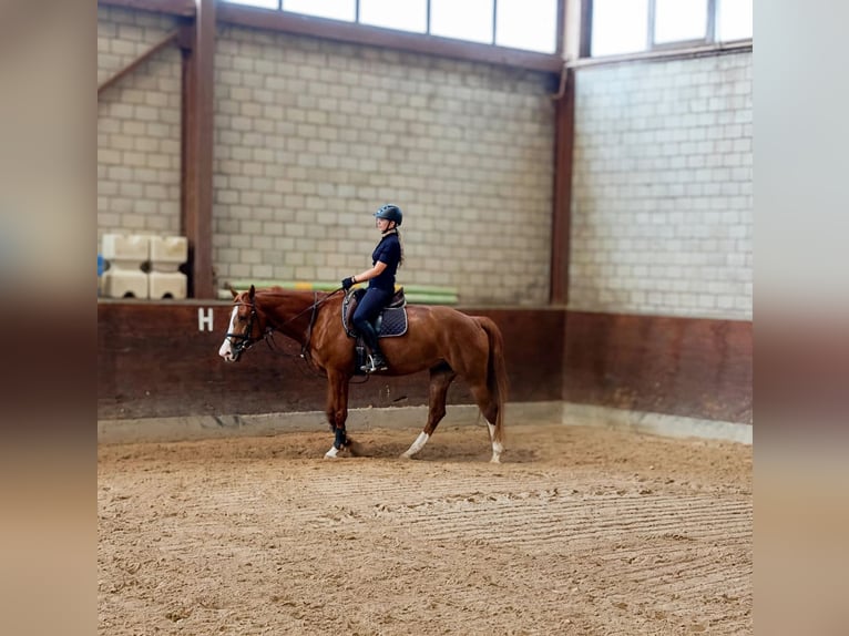Ich suche ein Pferd zum reiten,pflegen, spazieren ect.
