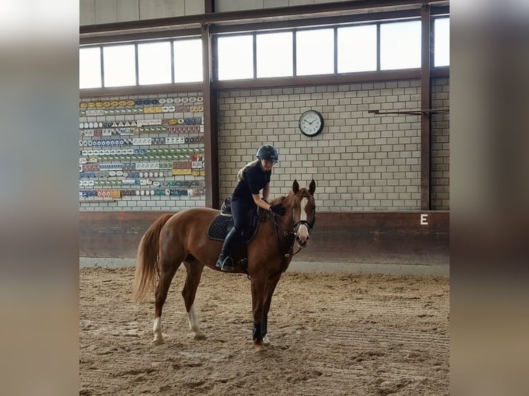 Ich suche ein Pferd zum reiten,pflegen, spazieren ect.