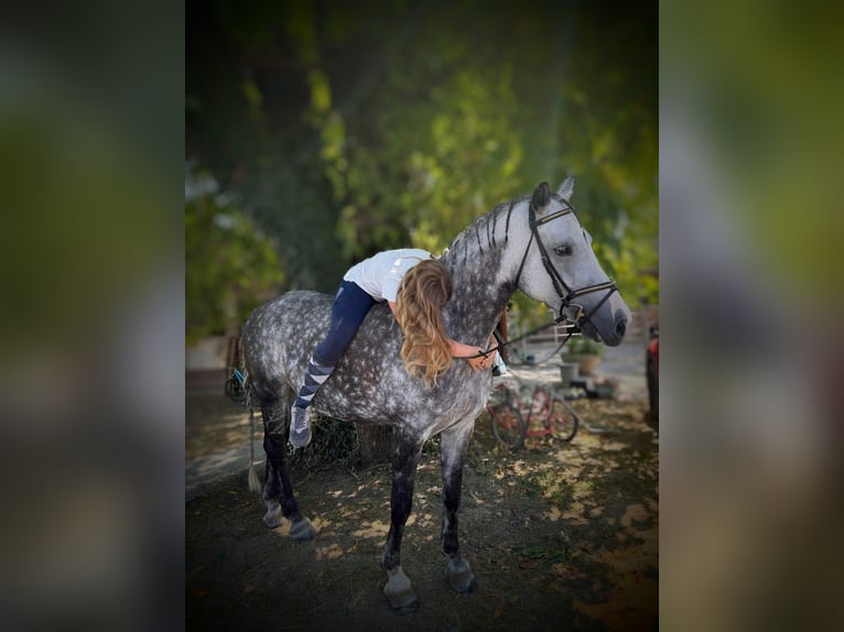 Ich suche ein Pferd zum reiten,pflegen, spazieren ect.