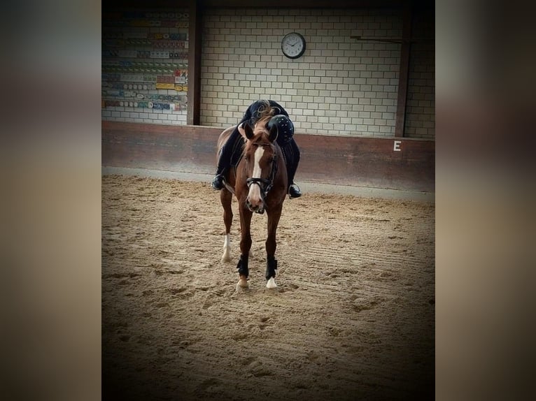 Ich suche ein Pferd zum reiten,pflegen, spazieren ect.