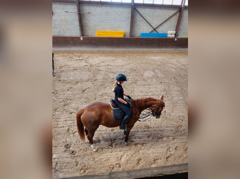Ich suche ein Pferd zum reiten,pflegen, spazieren ect.