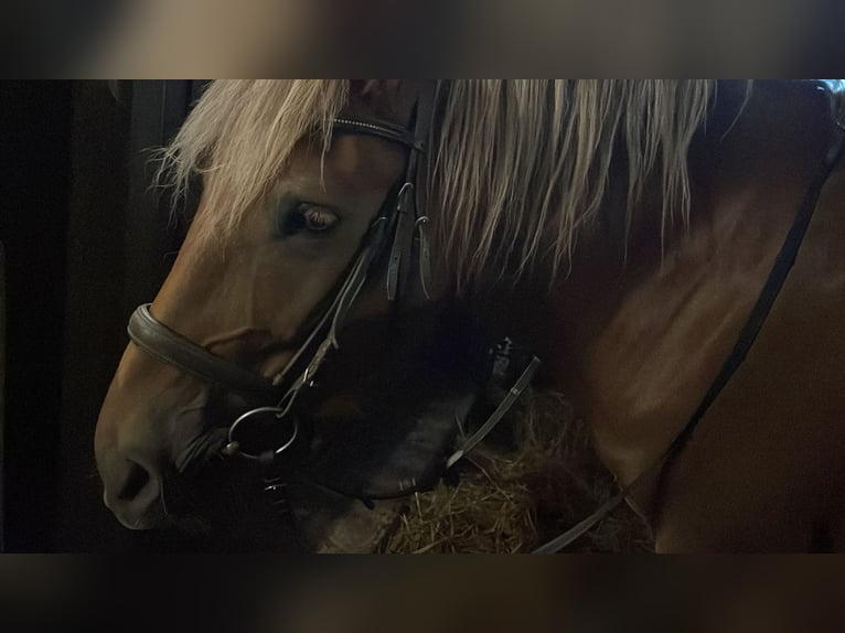 Ich suche  eine liebevolle Reitbeteiligung 🤎