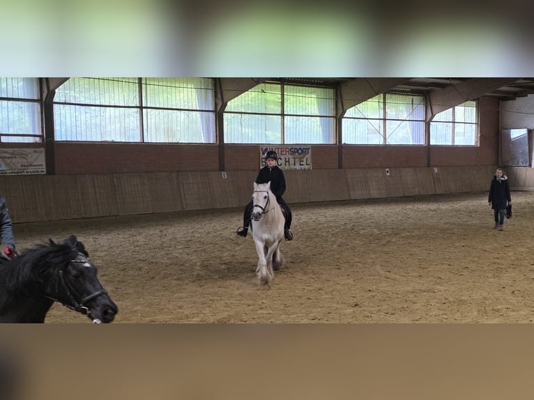 Ich suche eine Reitbeteildigung