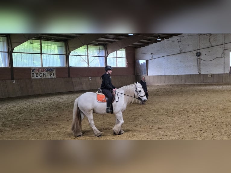 Ich suche eine Reitbeteildigung