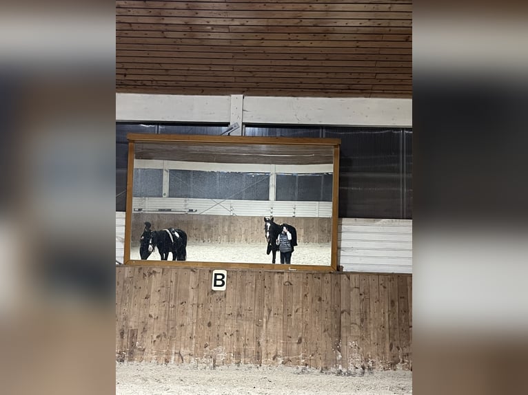 Ich suche eine reitbeteiligung für mich 