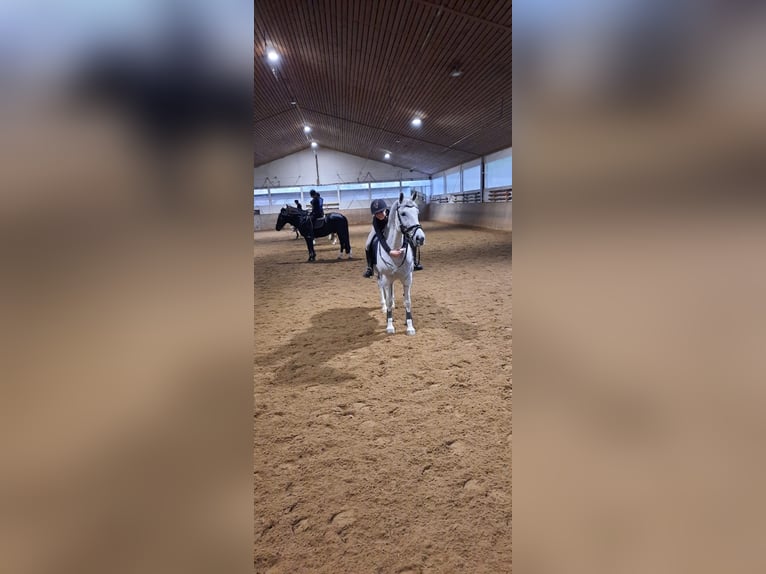 Ich suche eine reitbeteiligung für mich 